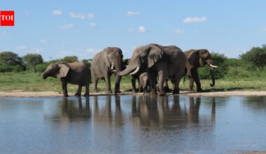 South Africa released 11 formerly captive elephants onto wild reserves; five years later, their behaviour closely matched elephants that had never lived in captivity
