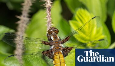 Country diary: Our pond is a year old – already dragonflies are emerging | Wildlife
