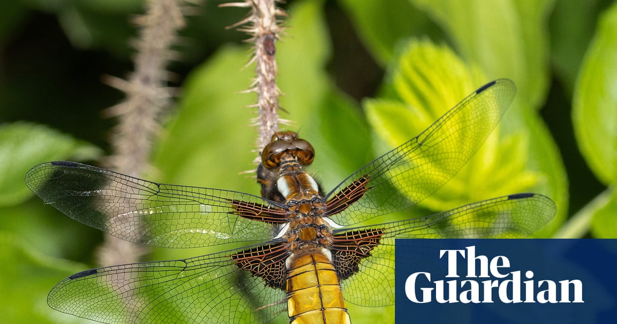 Country diary: Our pond is a year old – already dragonflies are emerging | Wildlife