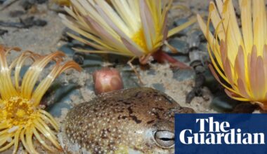 Species’ ingenious survival strategies no match for human destruction, red list reveals | IUCN red list of endangered species