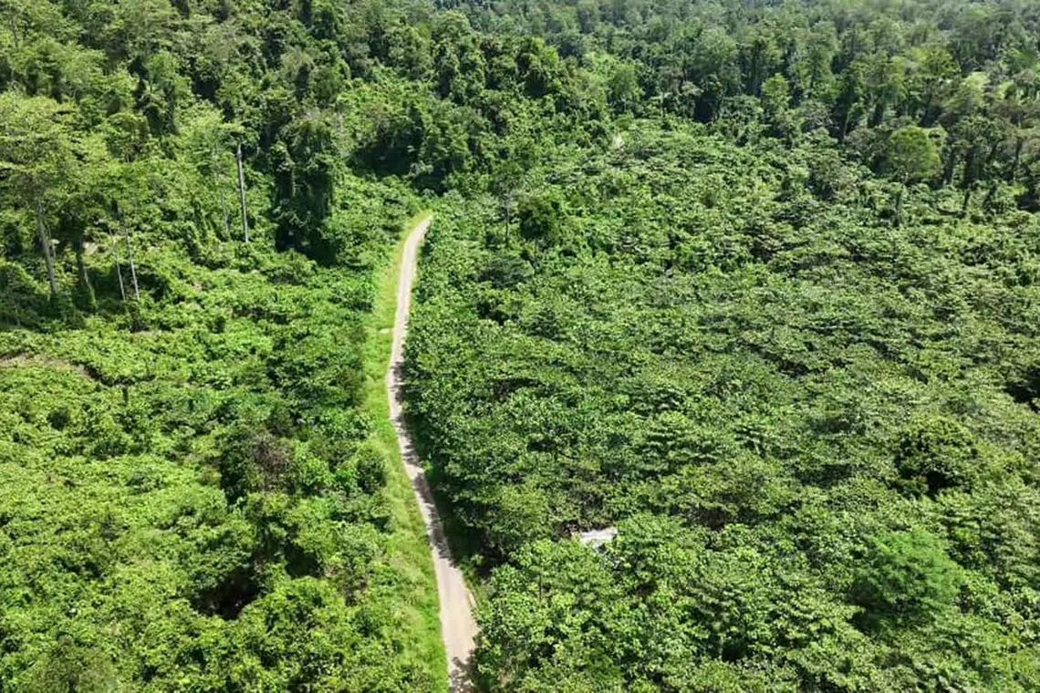 The aerial view of the restoration site at Lower Kawag within Ulu Segama - Malua Reserve Forest after replanting, in October 2025.