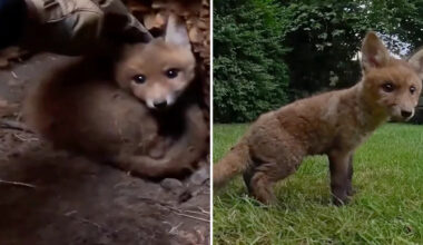 Fox cub trapped for days in a 10-foot-deep 'open grave' is rescued, then scampers off