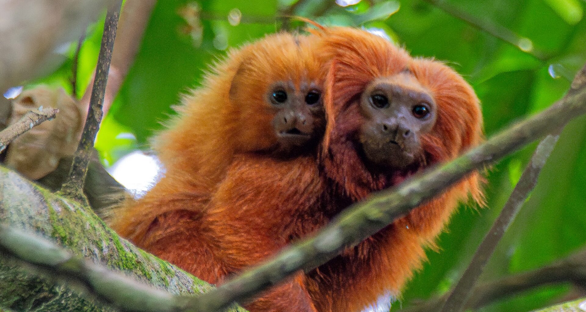 Researchers find 'priority zones' for yellow fever vaccination of golden lion tamarins
