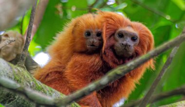 Researchers find 'priority zones' for yellow fever vaccination of golden lion tamarins