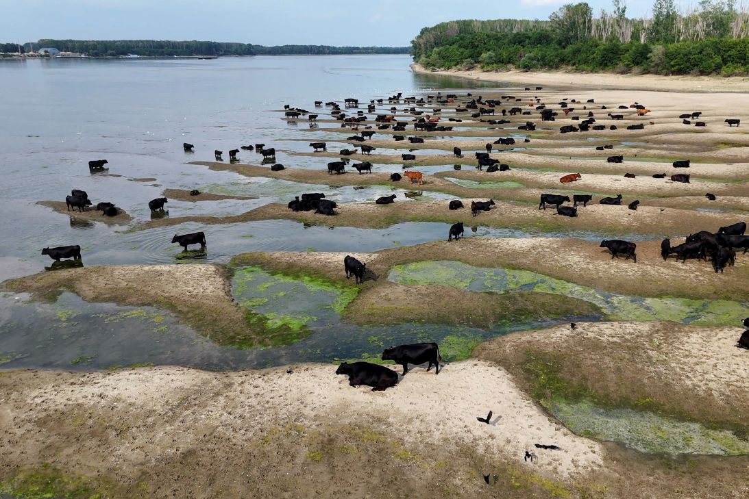 Cattle sit on sand dunes visible after Danube river's level fell substantialy, near Calarasi, Romania, July 18, 2026.