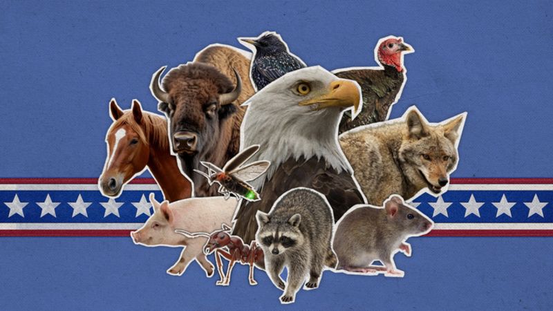 What is the most American animal?