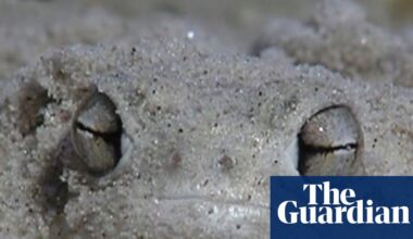 Shovels for feet and blotting paper skin: the ‘little fat froggy’ facing a fight for survival | Amphibians