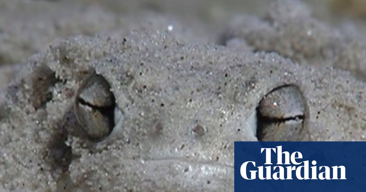 Shovels for feet and blotting paper skin: the ‘little fat froggy’ facing a fight for survival | Amphibians