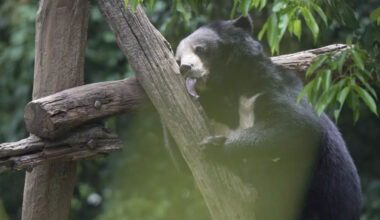 Bears freed from Laos farm step outdoors for the first time, after Singaporean helped lead rescue – Asia News Network