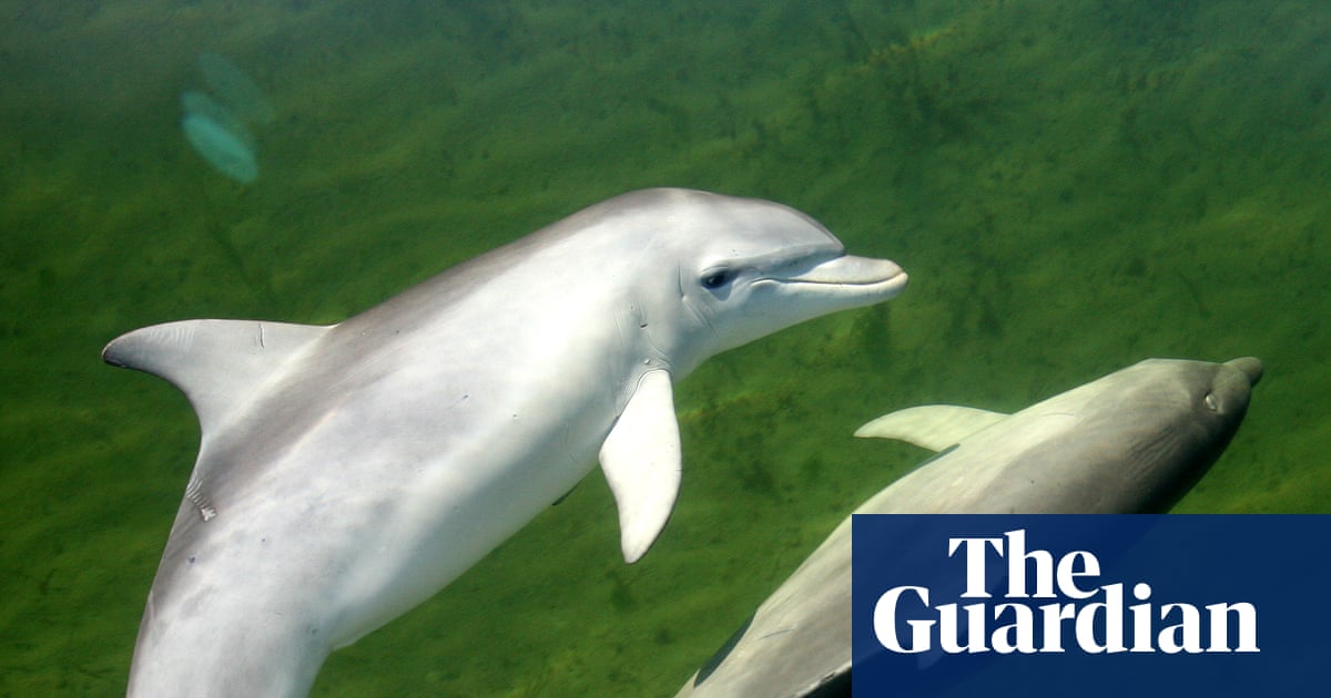 Dolphin deaths in South Australia spike after algal bloom decimates food sources | Marine life