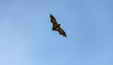 Boy, 11 had no visible wounds but died from rabies transmitted by bat