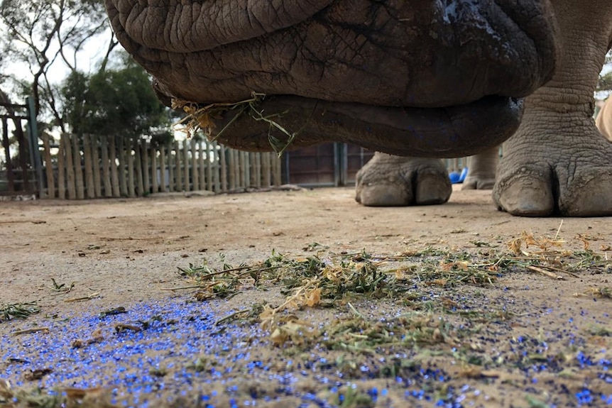 A rhino's mouth chewing on hay and vivid blue glitter.