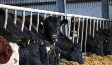 Rise in number of farmers receiving the pension