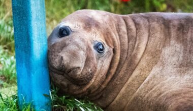 Australian officials ask fans to respect the privacy of Neil, a 1-ton seal who respects nothing
