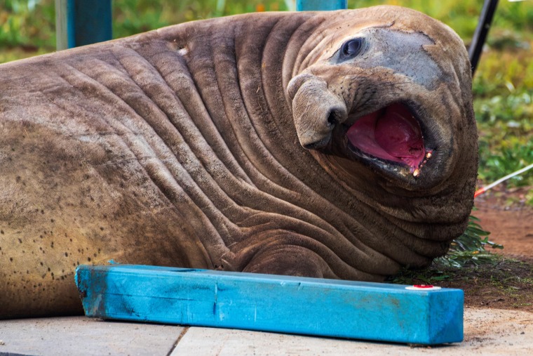 Australia Neil the Seal