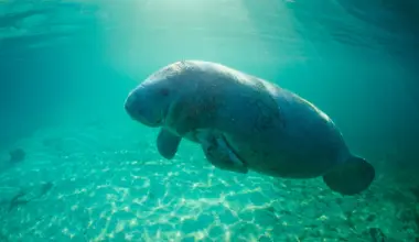 Trump’s Endangered Species Act update delivers a devastating blow to wildlife protections