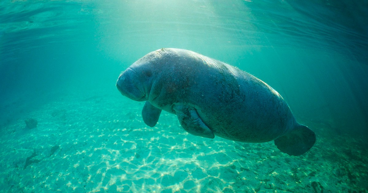 Trump’s Endangered Species Act update delivers a devastating blow to wildlife protections