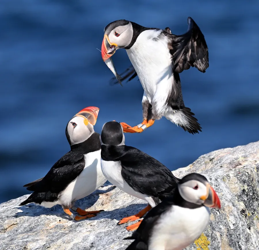 A puffin carrying a fish in its mouth is about to land on a rock, where three other puffins wait.