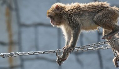 Japan’s monkey sensation Punch gets thousands of birthday messages as he turns 1 on Sunday
