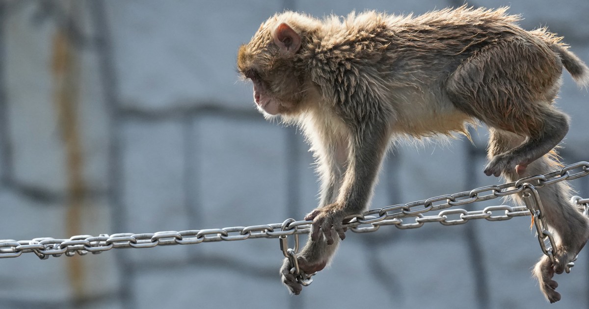 Japan’s monkey sensation Punch gets thousands of birthday messages as he turns 1 on Sunday