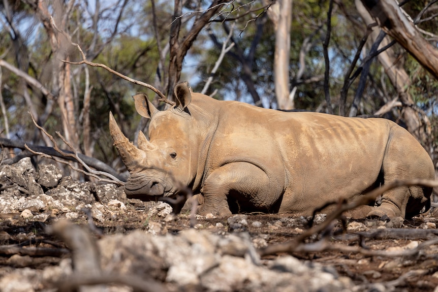 A rhino lying on rocky ground at the zoo.