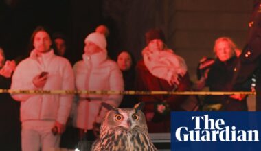 ‘Kind of like a fairy tale’: documentary tells the unusual tale of Flaco the Owl | Documentary films