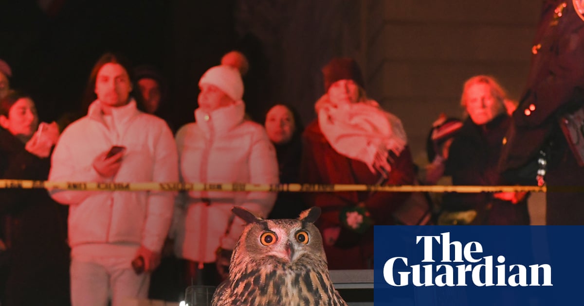 ‘Kind of like a fairy tale’: documentary tells the unusual tale of Flaco the Owl | Documentary films