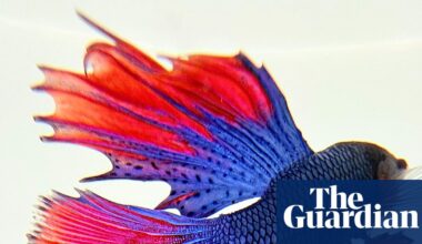 ‘I filled a white ceramic bowl and carefully placed the fish inside’: Rashid Sheriff’s best phone picture | Photography