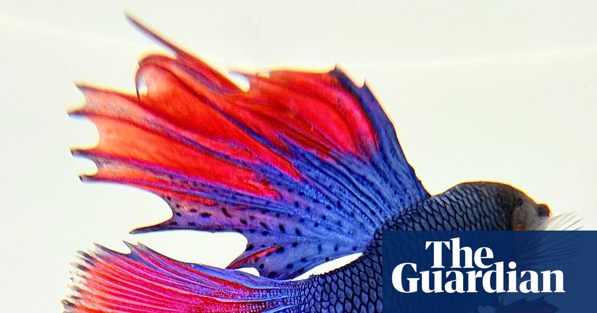 ‘I filled a white ceramic bowl and carefully placed the fish inside’: Rashid Sheriff’s best phone picture | Photography