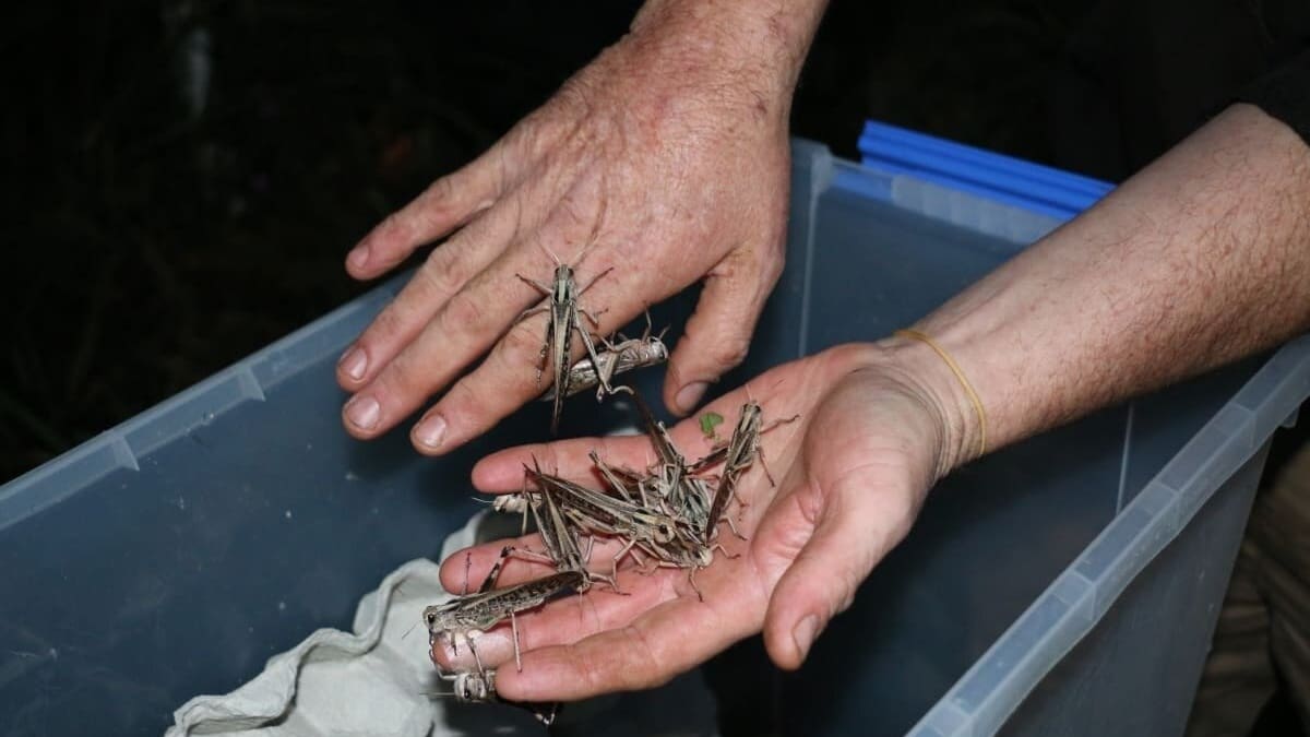 What will it take to get New Zealanders eating insects?