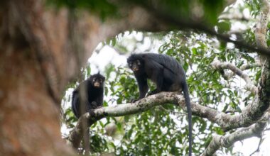 Orange-lipped monkey that roars and snorts deep in Congo rainforest is new species to science