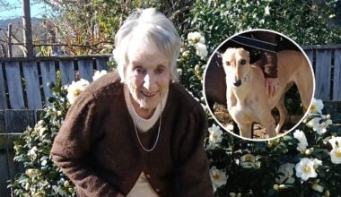 Rotorua 90-year-old adopts retired greyhound racer as 1500 dogs need homes - On The Up