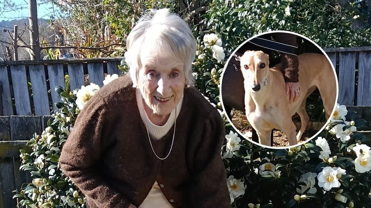 Rotorua 90-year-old adopts retired greyhound racer as 1500 dogs need homes - On The Up