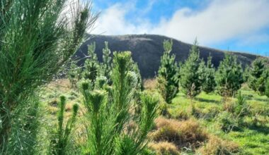 Ikea has 43,000 hectares of forest in New Zealand and says it has ‘nothing to hide’