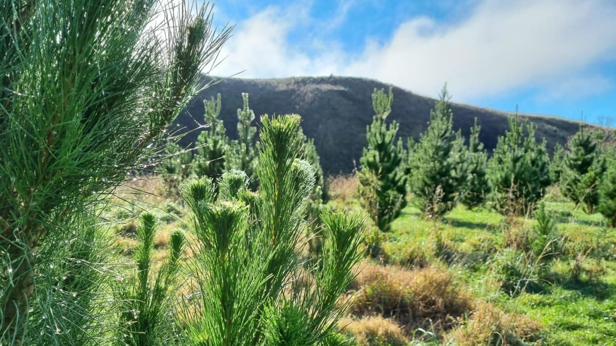 Ikea has 43,000 hectares of forest in New Zealand and says it has ‘nothing to hide’