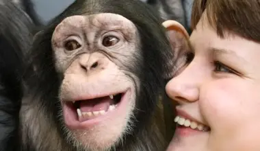 Humans and great apes show similar rhythmic pattern in laughter - World