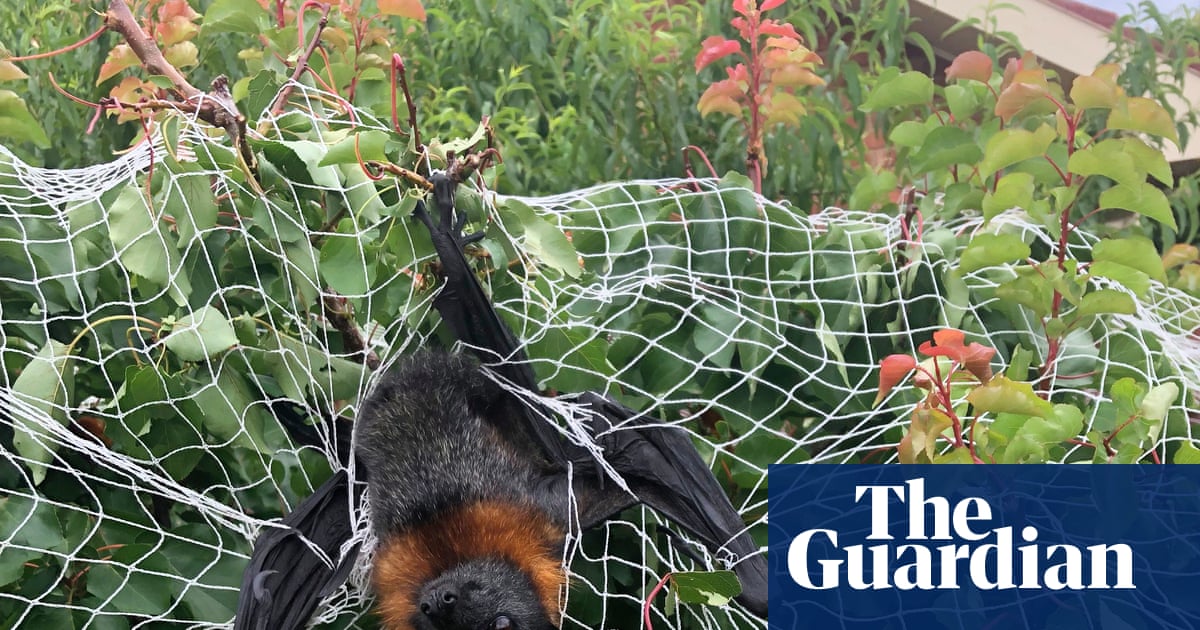 Death trap: what to do about the everyday items catching and killing Australian wildlife | Wildlife