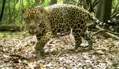 Jaguar caught on camera in the Amazon floodplains