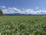 Peas are blooming on a farm northeast of Whitehorse, Yukon. Photo: Karen Briere