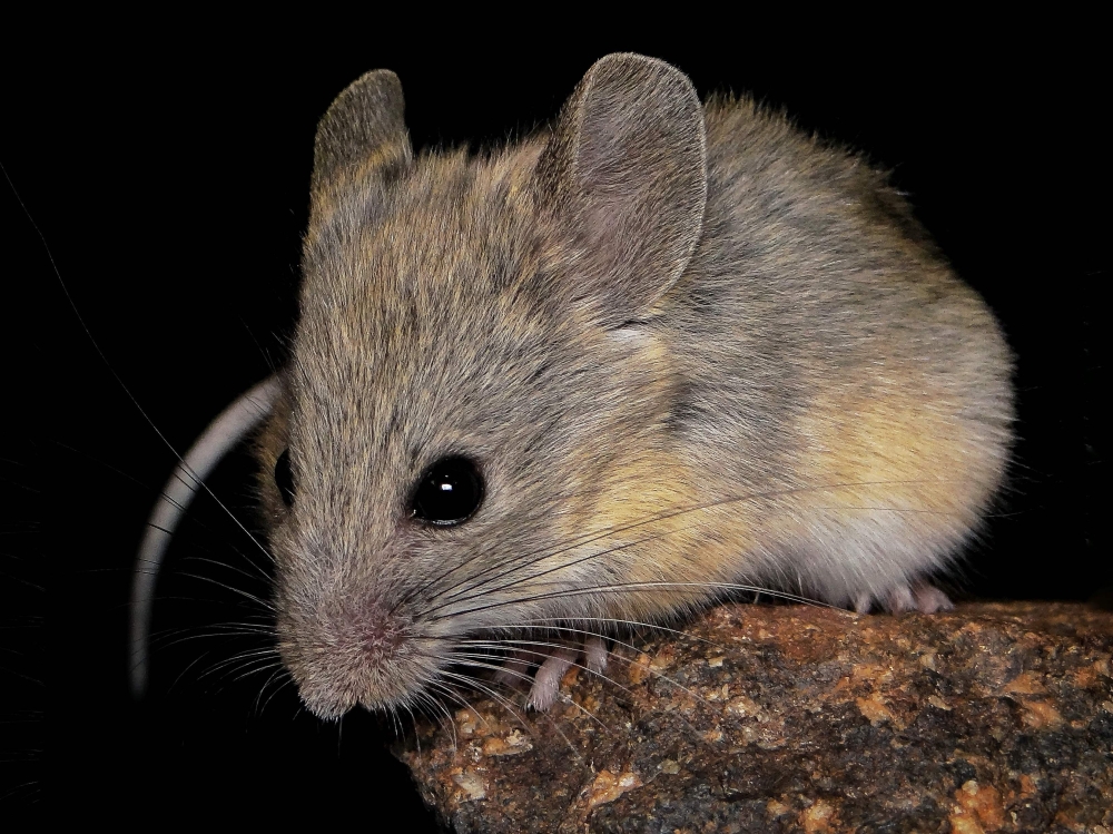 This undated handout photo obtained on July 9, 2026, from Marcial Quiroga-Carmona shows an Andean leaf-eared mouse. — AFP pic