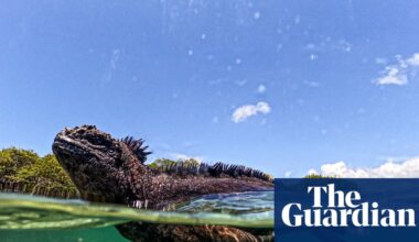 What can the Galápagos Islands’ animals teach us about the threats of El Niño? | Environment