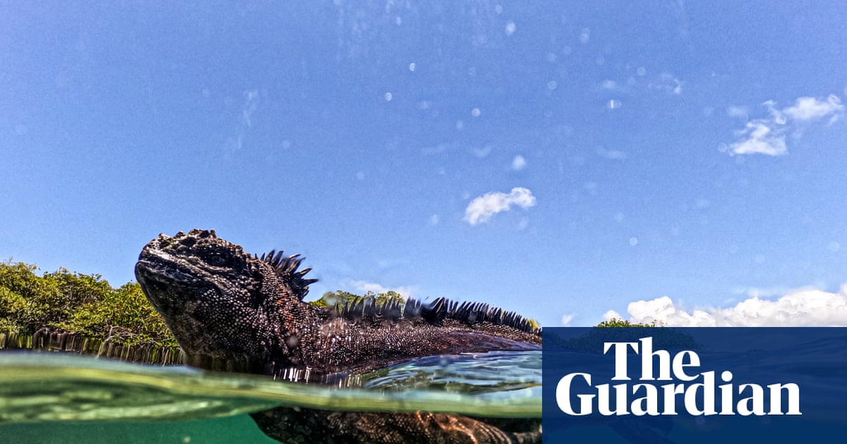 What can the Galápagos Islands’ animals teach us about the threats of El Niño? | Environment