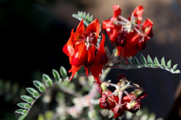 May, 2026: Blooming desert.