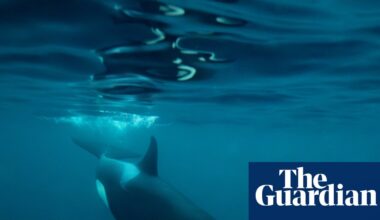 ‘Exploratory and curious animals’: mysterious rise in orca sightings off Northumberland coast | Marine life