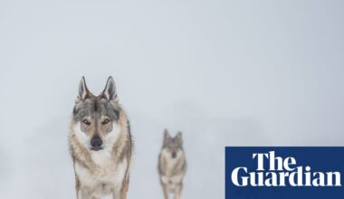 Stand still, make eye contact: Denmark tells tourists how to behave in a wolf encounter | Denmark