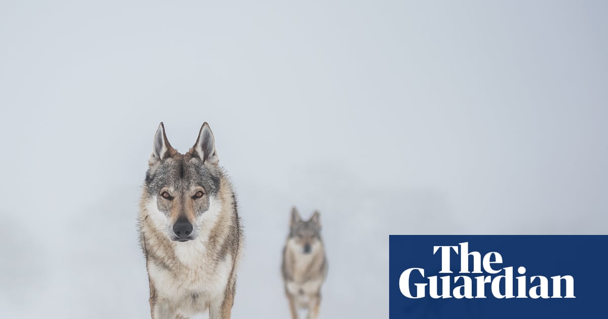 Stand still, make eye contact: Denmark tells tourists how to behave in a wolf encounter | Denmark