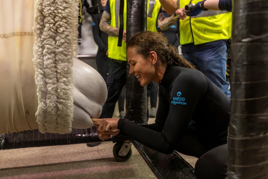 A smiling woman with her fingers in the mouth of a beluga whale in a sling.