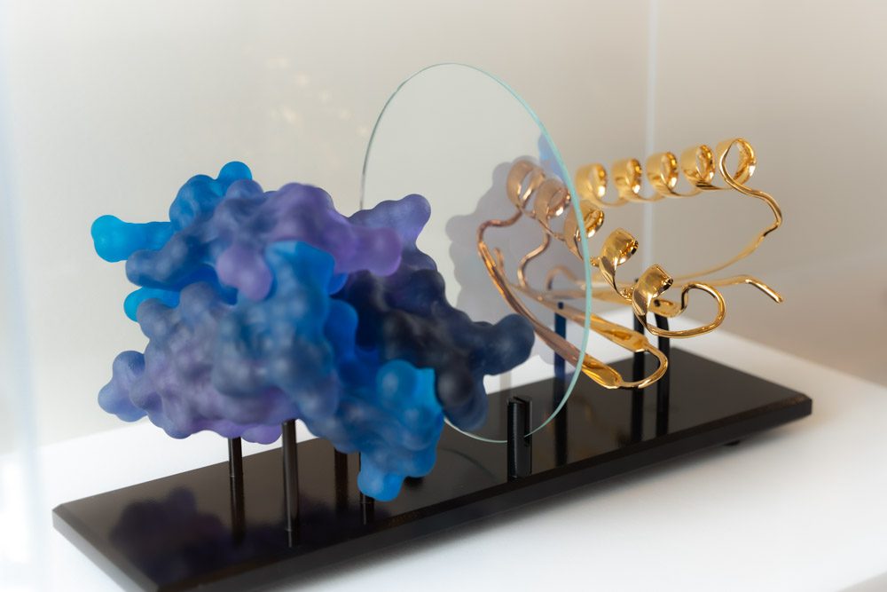 Top7 was the first protein created on a computer with a custom amino acid sequence that folds into a never-before-seen structure. When viewed at an angle, the transparent partition allows the two forms to become superimposed, illustrating the beauty of uniting sequence and structure. [UW Institute for Protein Design]