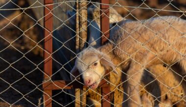 Woman stitched lamb’s neck back together with 27 staples, failed to treat two dogs
