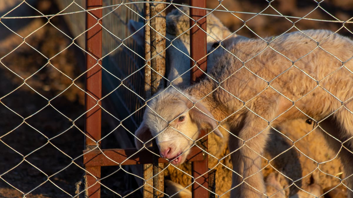 Woman stitched lamb’s neck back together with 27 staples, failed to treat two dogs